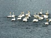 На Телецком озере заметили малых лебедей