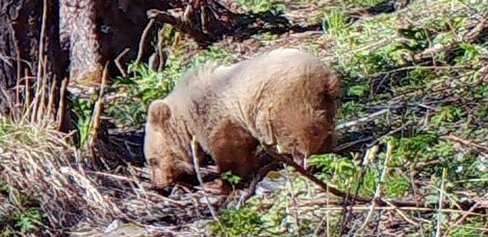 Спасенный медвежонок-сирота из Алтайского заповедника полностью освоился в дикой природе
