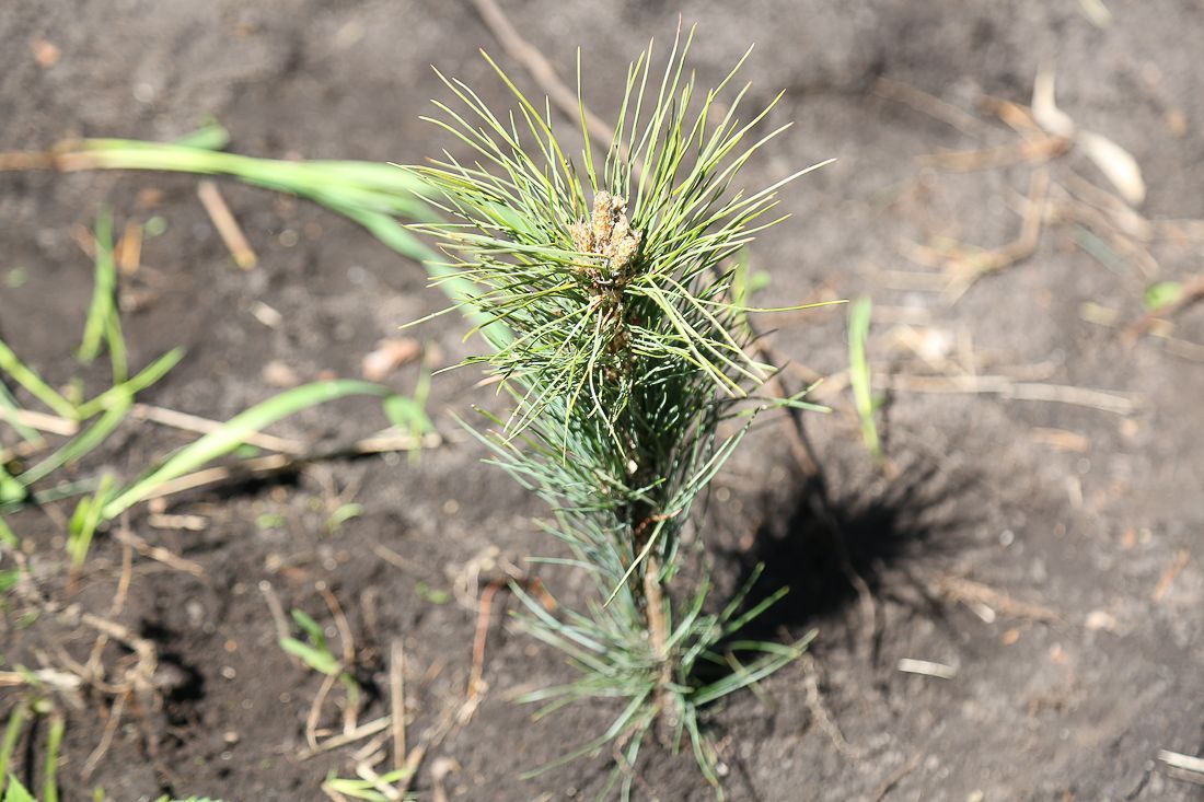 К Международной акции «Сад памяти» присоединилась Республика Алтай 