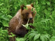 Медвежью трапезу засняли в Алтайском заповеднике Медвежью трапезу засняли в Алтайском заповеднике