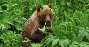 Медвежью трапезу засняли в Алтайском заповеднике Медвежью трапезу засняли в Алтайском заповеднике