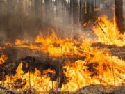 Два лесных пожара произошло с начала сезона на Алтае Два лесных пожара произошло с начала сезона на Алтае