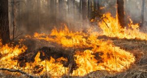 Два лесных пожара произошло с начала сезона на Алтае