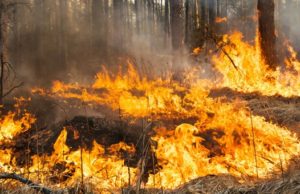 Два лесных пожара произошло с начала сезона на Алтае