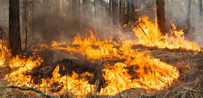 Два лесных пожара произошло с начала сезона на Алтае
