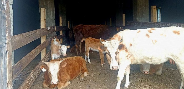 «Штрафстоянку» для сельхозживотных открыли в Шебалино 