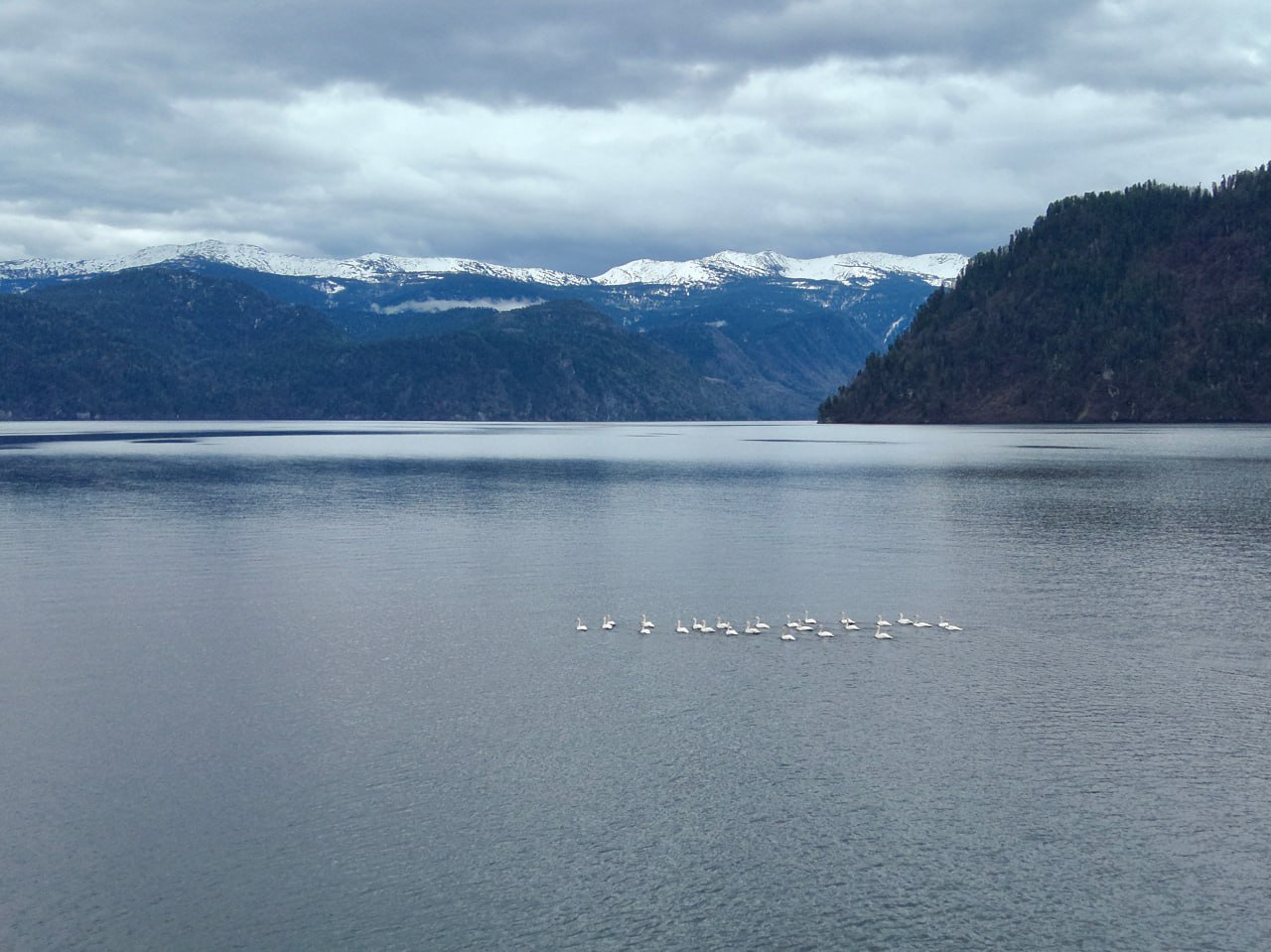 На Телецком озере заметили малых лебедей 