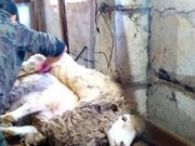 Лучшего стригаля выберут на Алтае Лучшего стригаля выберут на Алтае