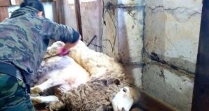 Лучшего стригаля выберут на Алтае