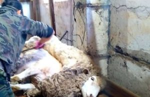 Лучшего стригаля выберут на Алтае Лучшего стригаля выберут на Алтае