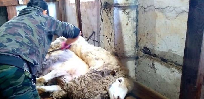 Лучшего стригаля выберут на Алтае