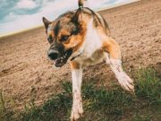 Пострадавшему от укуса собаки школьнику выплатят 50 тысяч рублей Пострадавшему от укуса собаки школьнику выплатят 50 тысяч рублей