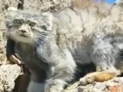 Чабан столкнулся с редким манулом на Северо-Чуйском хребте