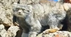 Чабан столкнулся с редким манулом на Северо-Чуйском хребте