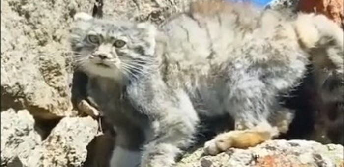 На Северо-Чуйском хребте местный чабан наткнулся на манула (видео)