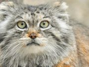 На Алтае стартует экспедиция по изучению манула