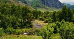 Растет уровень воды в Семе около Шебалино