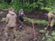Лесовосстановительные работы продолжаются на Алтае