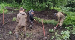 Лесовосстановительные работы продолжаются на Алтае Лесовосстановительные работы продолжаются на Алтае