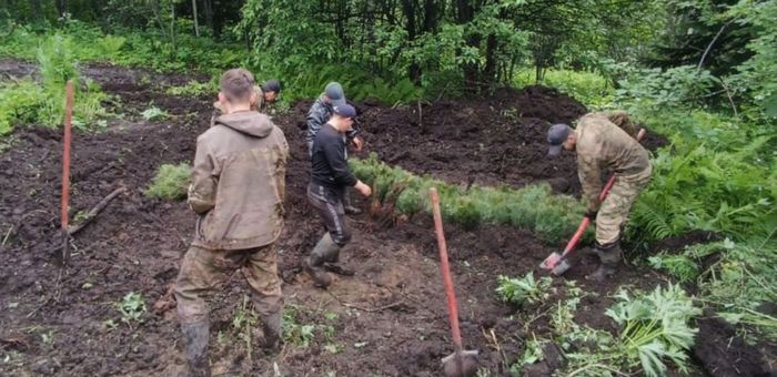 Лесовосстановительные работы продолжаются на Алтае