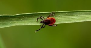 Клещевыми инфекциями на Алтае заболели сто человек Клещевыми инфекциями на Алтае заболели сто человек