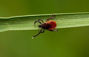 Клещевыми инфекциями на Алтае заболели сто человек Клещевыми инфекциями на Алтае заболели сто человек