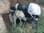 В Онгудае спасли собаку, упавшую в яму на стройке