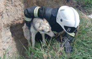 В Онгудае спасли собаку, упавшую в яму на стройке В Онгудае спасли собаку, упавшую в яму на стройке