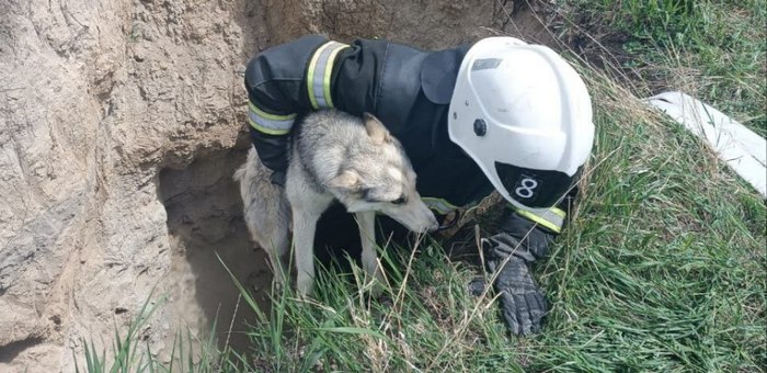 В Онгудае спасли собаку, упавшую в яму на стройке