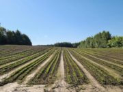 Два лесных питомника создадут в Республике Алтай