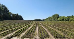 Два лесных питомника создадут в Республике Алтай