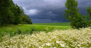 В Республике Алтай вводится запрет на приватизацию земель сельхозназначения