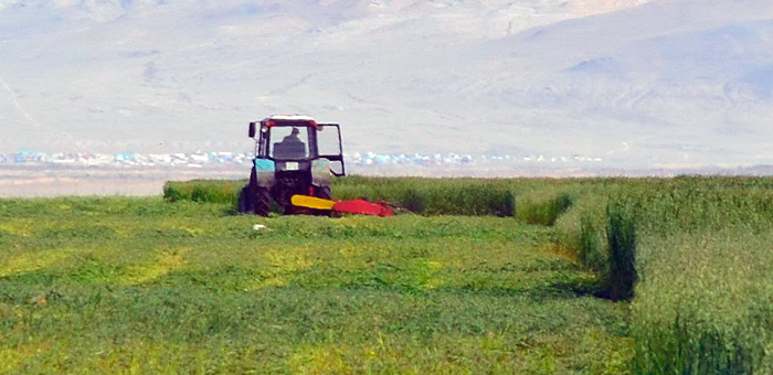 Более 1,2 тысячи тракторов задействовано на заготовлении кормов