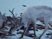 В Алтайском заповеднике обнаружили новое место зимовки северного оленя В Алтайском заповеднике обнаружили новое место зимовки северного оленя