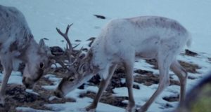В Алтайском заповеднике обнаружили новое место зимовки северного оленя В Алтайском заповеднике обнаружили новое место зимовки северного оленя