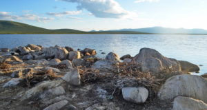 Большие бакланы на озере Джулукуль остались без птенцов Большие бакланы на озере Джулукуль остались без птенцов