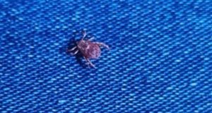 Клещевой сезон набирает обороты: пострадали уже 38 человек