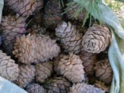 Сроки сбора кедрового ореха и ягод установили на Алтае Сроки сбора кедрового ореха и ягод установили на Алтае