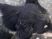 На Алтае пожарные спасли упавшего в колодец щенка На Алтае пожарные спасли упавшего в колодец щенка
