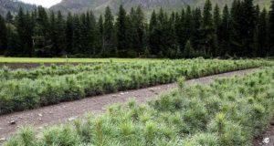 Более 800 га леса восстановили на Алтае по нацпроекту Более 800 га леса восстановили на Алтае по нацпроекту