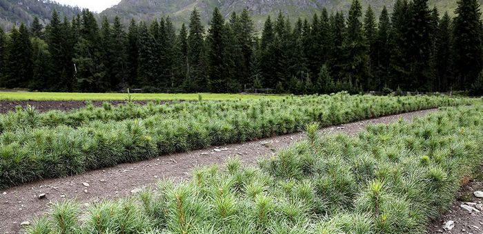 Более 800 га леса восстановили на Алтае по нацпроекту