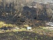 Три лесных пожара действуют в Республике Алтай