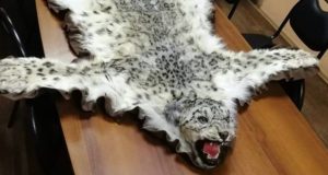 На Алтае мужчина пойдет под суд за продажу шкур снежных барсов На Алтае мужчина попал под статью за продажу шкур снежных барсов