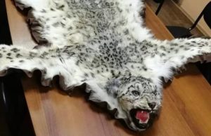 На Алтае мужчина пойдет под суд за продажу шкур снежных барсов На Алтае мужчина попал под статью за продажу шкур снежных барсов