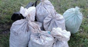 На Алтае сельчанина задержали при погрузке в машину восьми мешков «золотого корня»