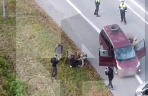 В Республике Алтай задержали девушку, которая поехала на Украину воевать против России В Республике Алтай задержали девушку, которая поехала на Украину воевать против России