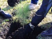 В Турочакском районе высадили 1250 сеянцев кедровой сосны В Турочакском районе высадили 1250 сеянцев кедровой сосны