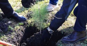 В Турочакском районе высадили 1250 сеянцев кедровой сосны В Турочакском районе высадили 1250 сеянцев кедровой сосны