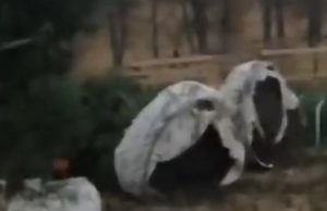 Кедровую рощу разоряют в Усть-Канском районе: СК проводит проверку Кедровую рощу разоряют в Усть-Канском районе: СК проводит проверку