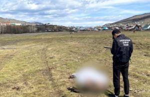 Бил камнем и палкой: в Улагане изувер осужден за жестокое убийство сожительницы Бил камнем и палкой: в Улагане изувер осужден за жестокое убийство сожительницы